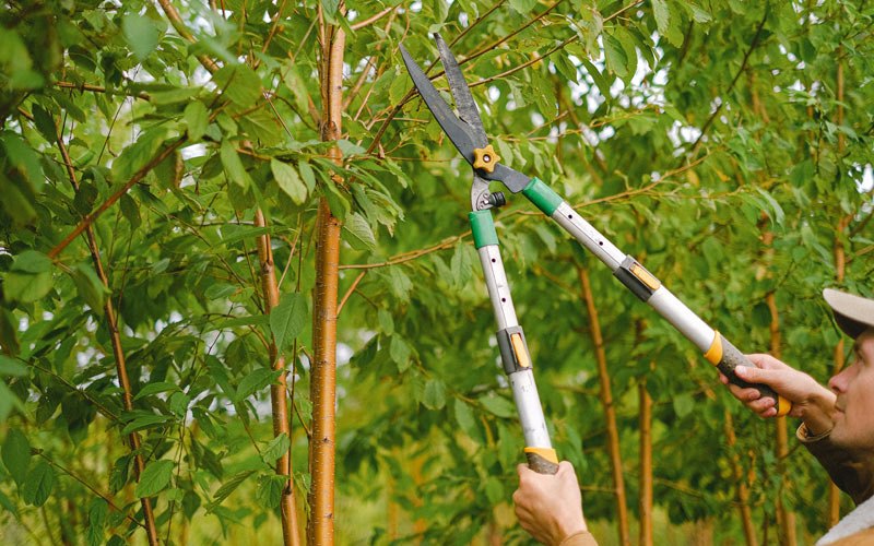 Tree trimming in Brookings, SD